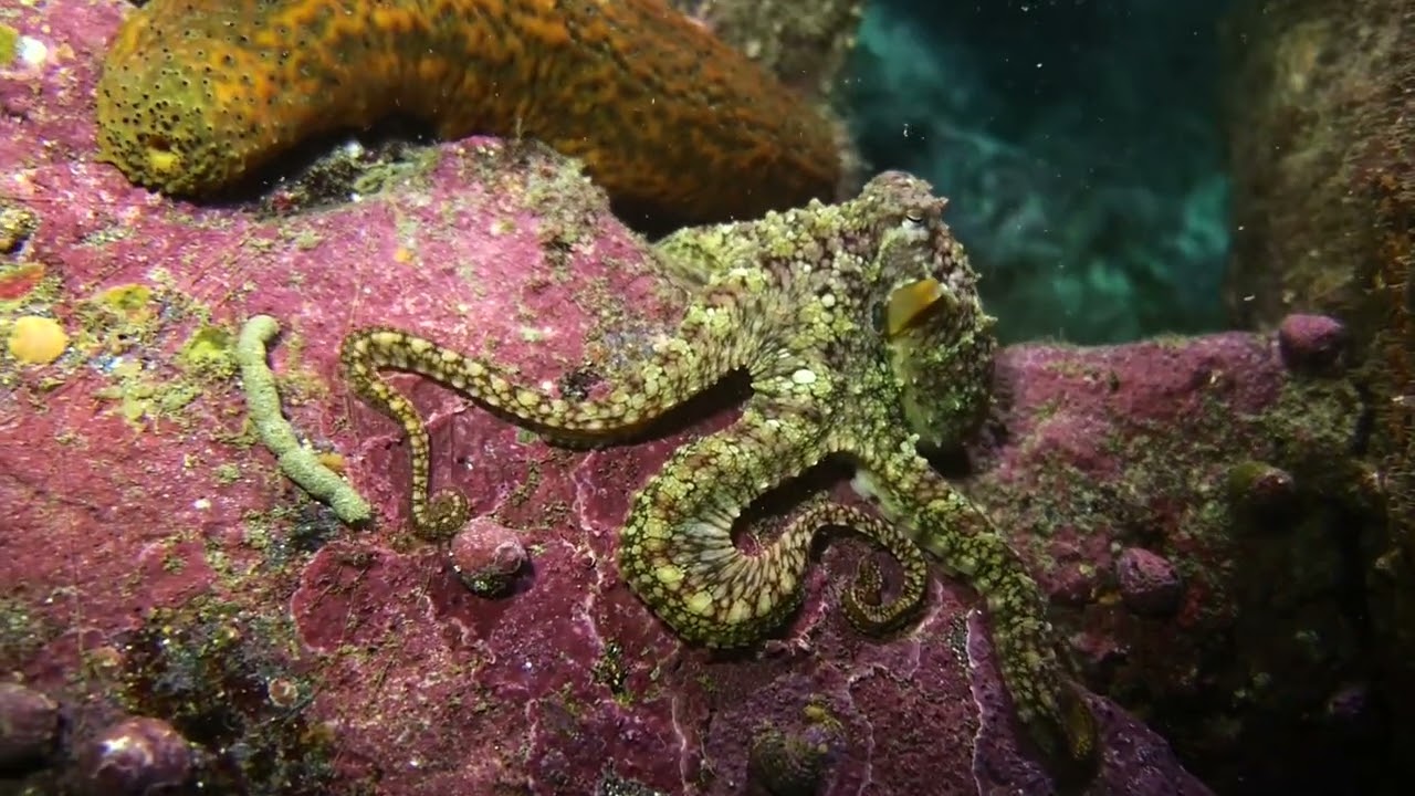 Friendly 🐙Octopus Takes a Walk  
