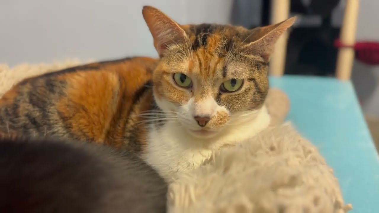 Meet APR's cats of Cheshire's Chamber