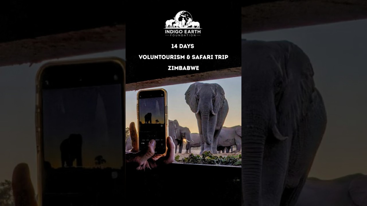 Join us in Zimbabwe | Safari for Wildlife Conservation