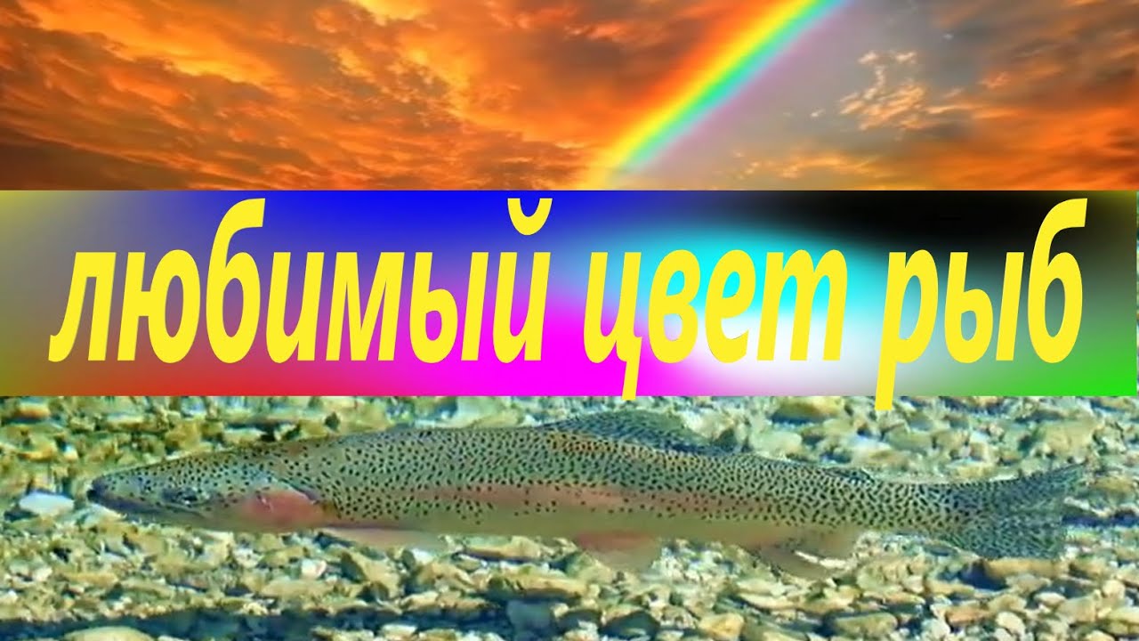 Как видят цвета под водой рыбы? Лучшие цвета для приманок!