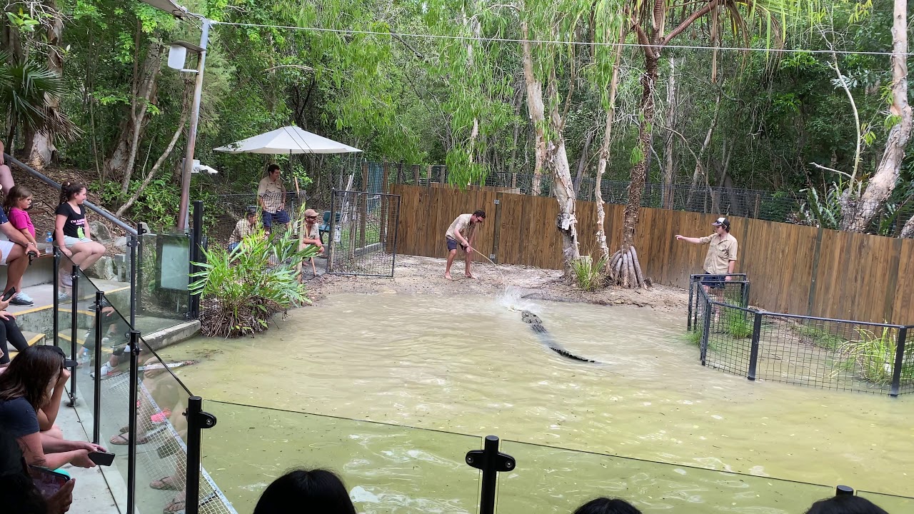 Hartley’s Crocodile Adventures crocodile show