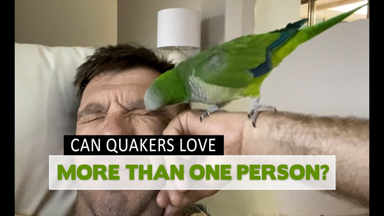 Can Quaker Parrots Love more than one person?