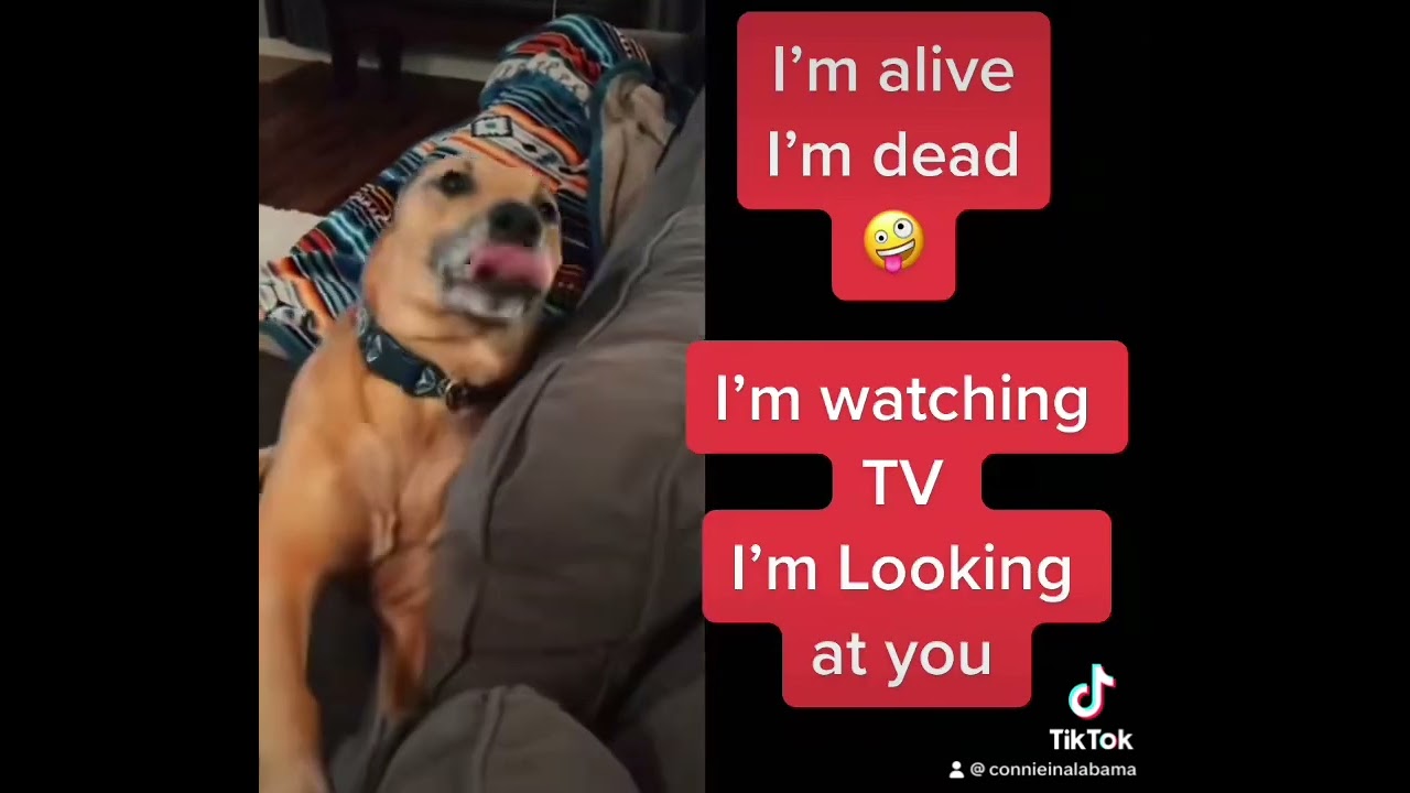 Funny dog! I&rsquo;m alive! I&rsquo;m dead! Voice over