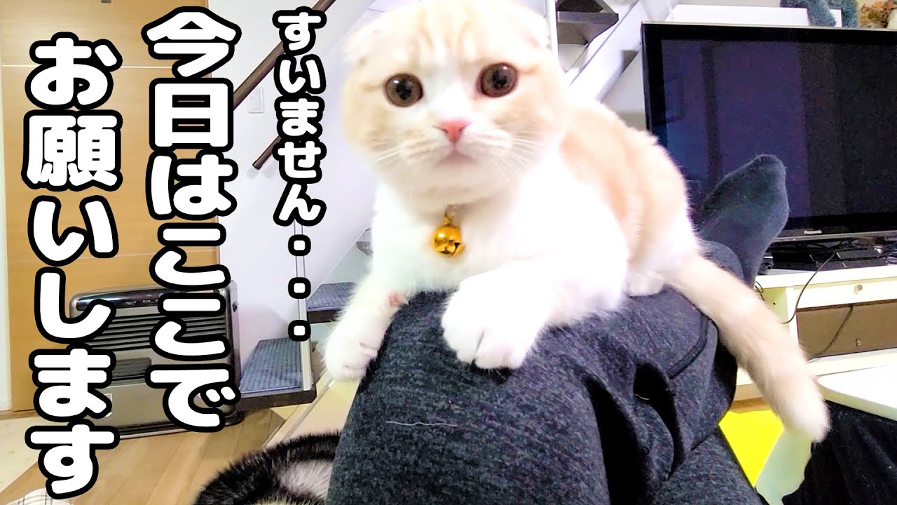 撫でるのをやめると10倍になって返ってきた子猫とハスキー犬達がこちら...