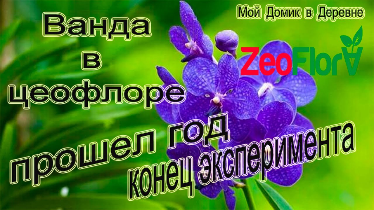 Ванда посаженная в Цеофлору спустя год! Подведение итогов эксперимента!