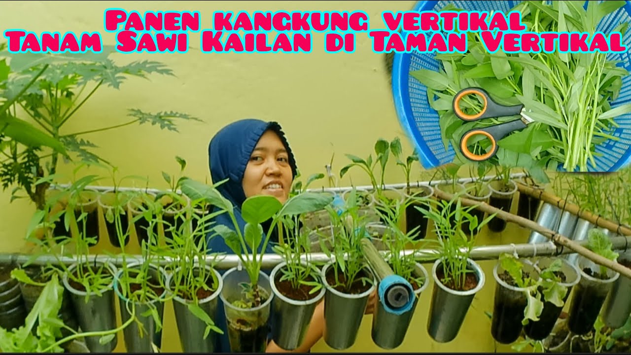 Panen sayuran di kebun vertikal dan tanam aneka ragam sayuran yang menyehatkan di halaman