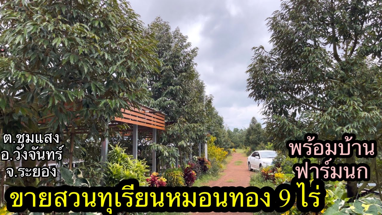 Ep.132 ขายสวนทุเรียนหมอนทองอายุ6-7ปี โฉนด9ไร่ 14 ล้านบาท พร้อมบ้าน 0656654979 เก๋