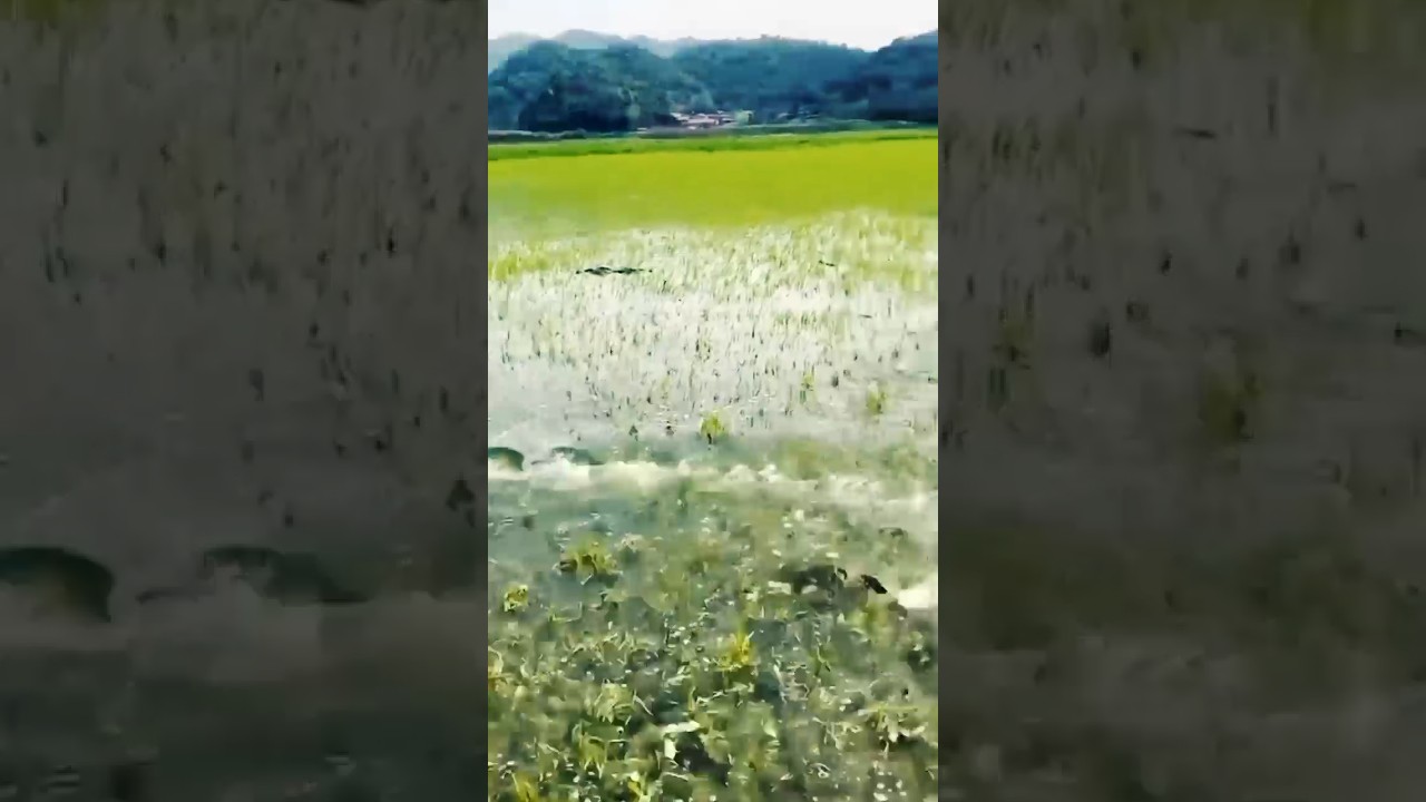 🐟🐟🐟 Khet me machhaliya  aa gayee 🐟🐟 #viral #youtubeshorts #trending #funny #shorts #crazy#trend