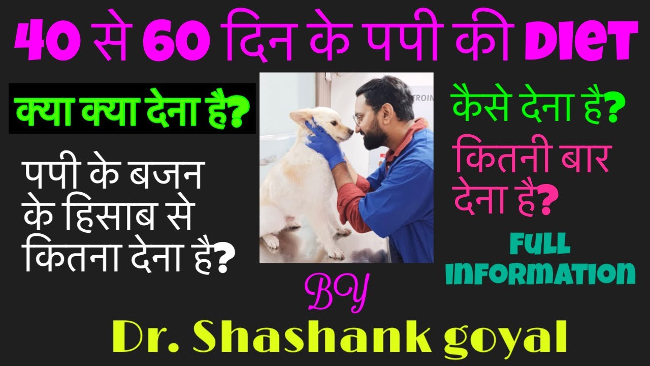 Puppy diet upto 60 days. 40 से 60 दिन के Puppy को क्या क्या दें, कितना दें, कैसे और कितनी बार दें