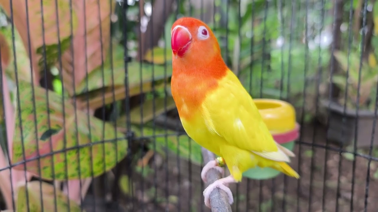 Lutino Opaline Splite Aqua Homozigote #winnerlovebirdlover #lovebirds 