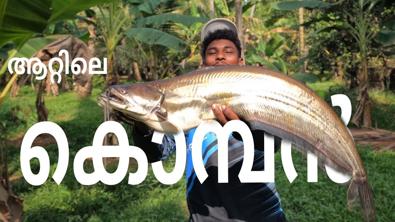 ഇത് മതി നിങ്ങൾക്ക് നാടൻ വാള പിടിക്കാൻ 🙌🤷‍♂️, naaden  vaala fishing, kerala fishing #fishing 