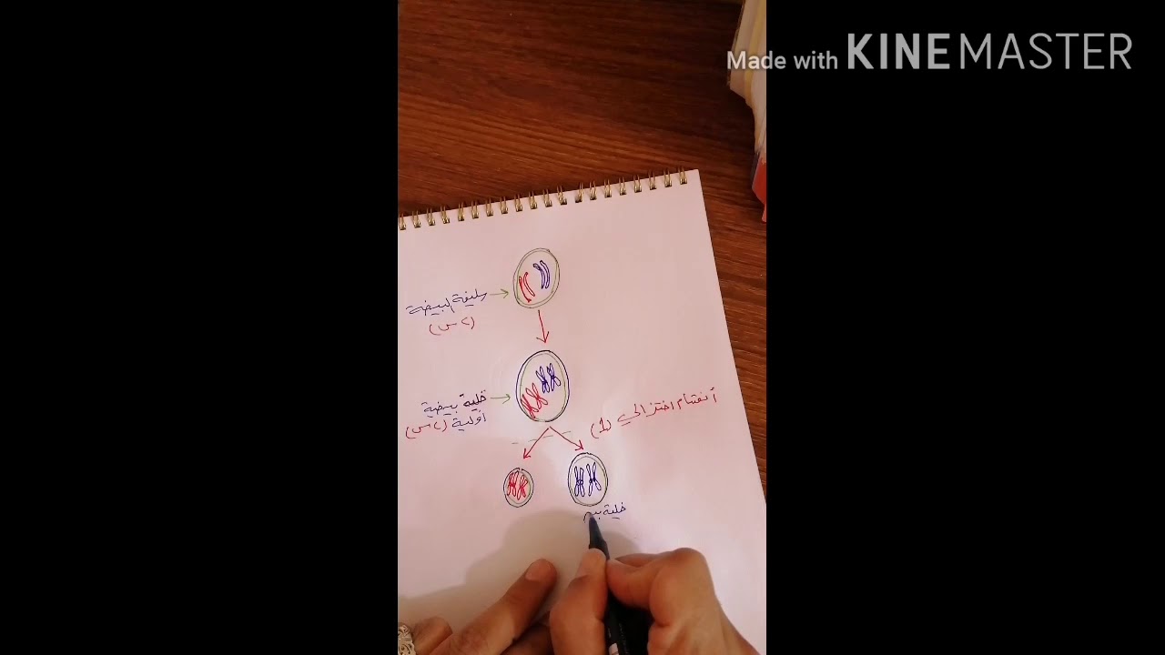 رسم ((مراحل تكوين البيوض في الثدييات))