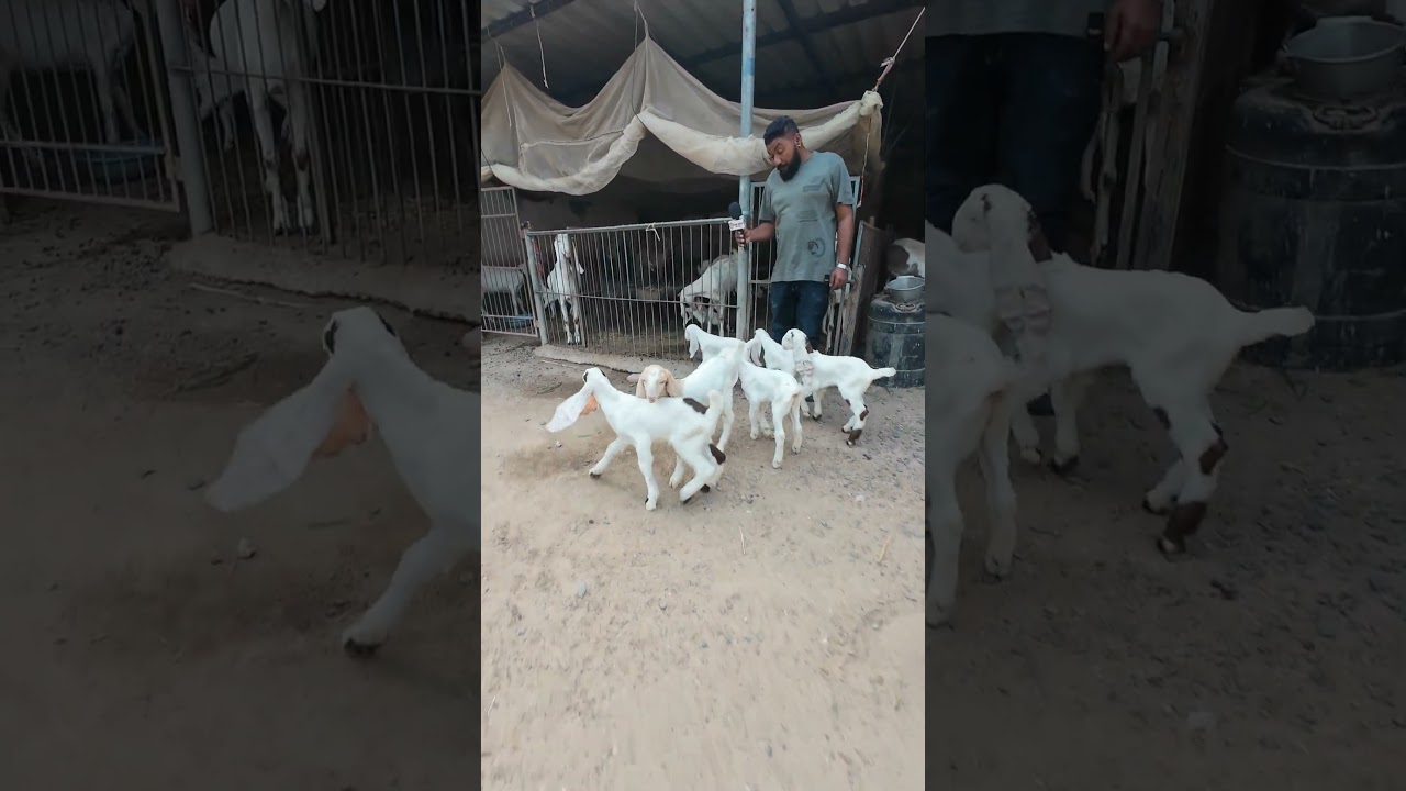 hiped Kids #goat #whitegoat #goathusbandry #animals #beautifullgoats #goatfarmingbusiness