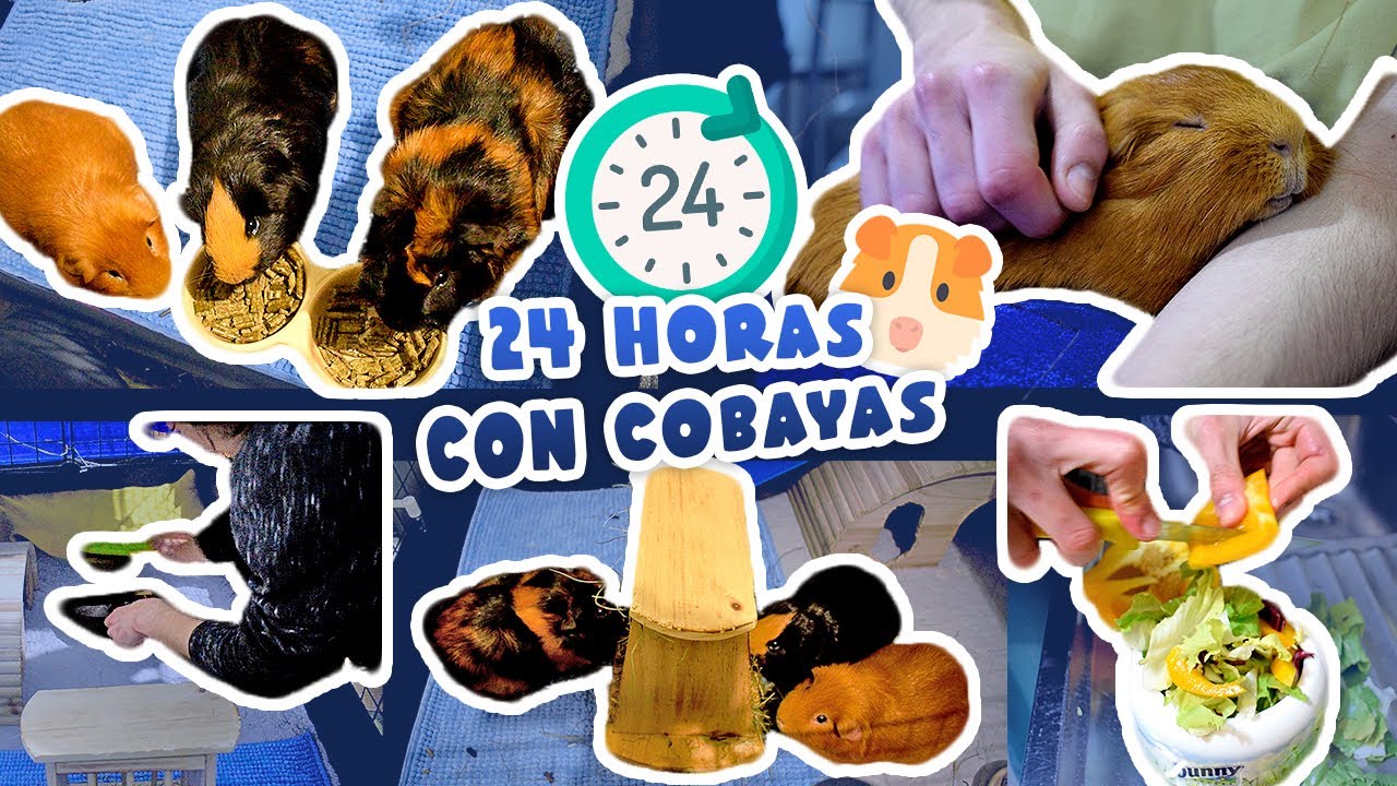 ⏰ ¡RUTINA DIARIA CON 3 COBAYAS / CUYOS / CUYS! 🐹🐹🐹 24 horas con Trisqui, Brownie y Artai 📹🧡