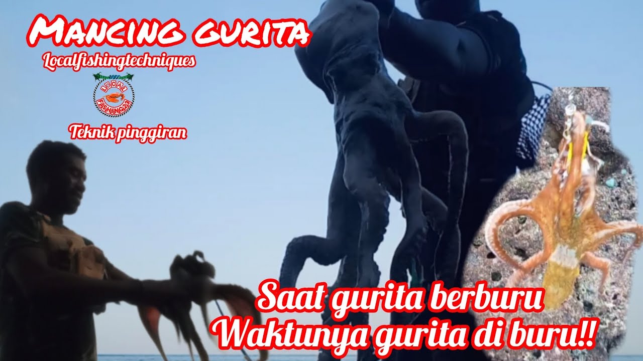 MANCING GURITA!! Saat Gurita Berburu, Waktunya Gurita Di Buru!!#fishing #umpangurita #mancingmania 