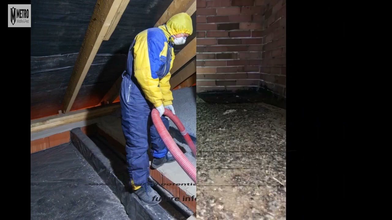 Bat Removal - Metro Wildlife