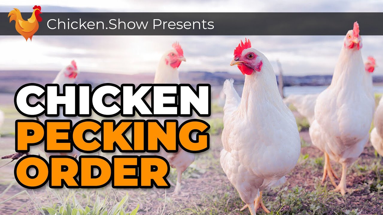 Pecking Order Secrets Every Chicken Owner Should Know