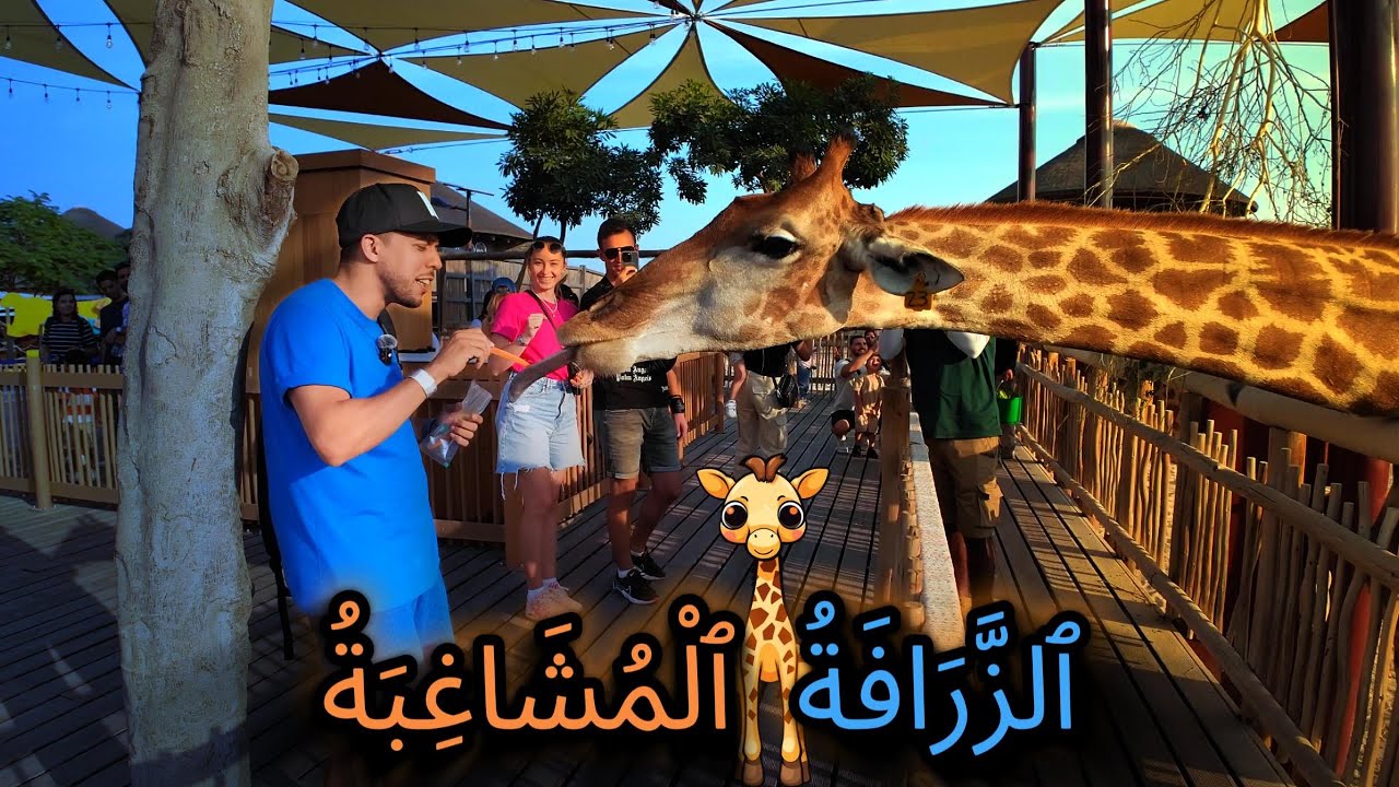زرافة حمقة مع أغرب الحيوانات الإفريقية في دبي سفاري بارك