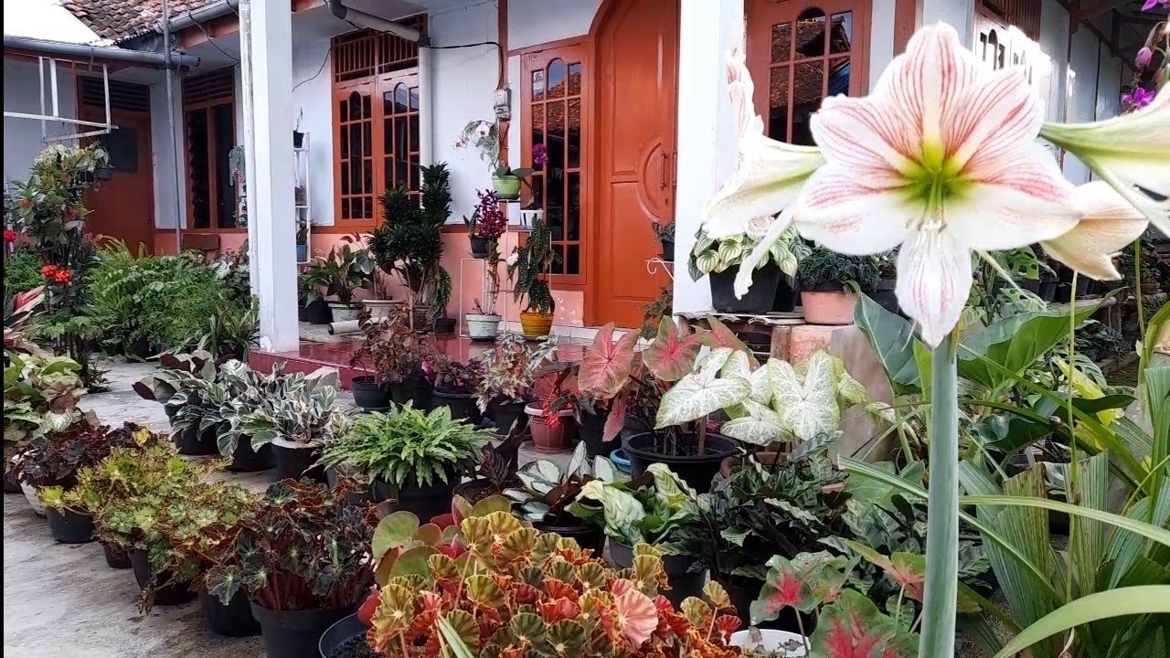 GREBEK RUMAH BEGONIA MBAH KARTO ❗ BANYAK TANAMAN MUMBYUK MESKI DI HUJAN-HUJANKAN DAN DI PANASKAN ✅