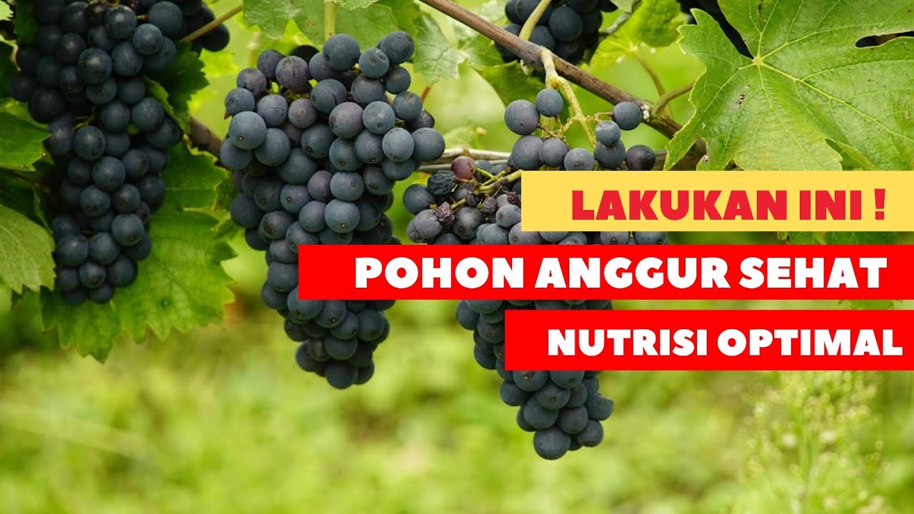 Membuat Rambatan Pohon Anggur ( Batang Primer, Sekunder dan tersier)