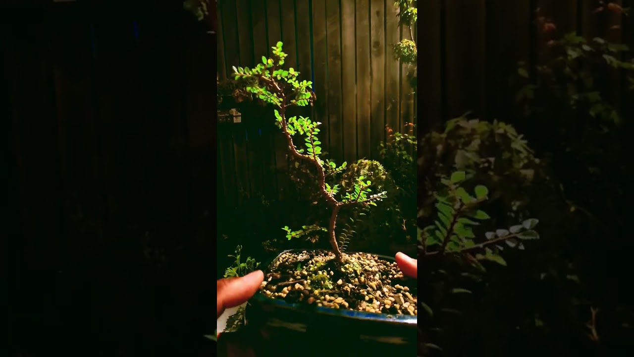 From Mallsai to Bonsai! 🌳 Seiju Elm Progress - Bonsai Noob #bonsai #mallsaichallenge2025 #bonsaitree