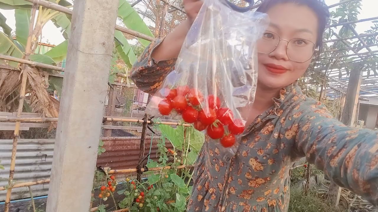 #107 เก็บมะเขือเทศไปขายครั้งแรกที่ที่ทำงาน เก็บผักตามสั่ง ปลูกผักสร้างรายได้เสริม