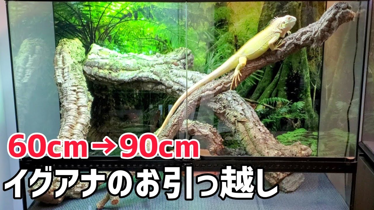 【アルビノイグアナ】ドラケンの新しい飼育環境！！
