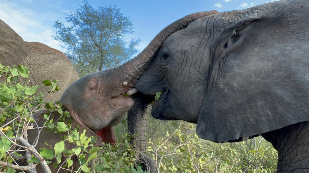 Precious Moments as Baby Elephant, Khanyisa Tries to Play with Orphan, Timisa under Kumbura’s Watch