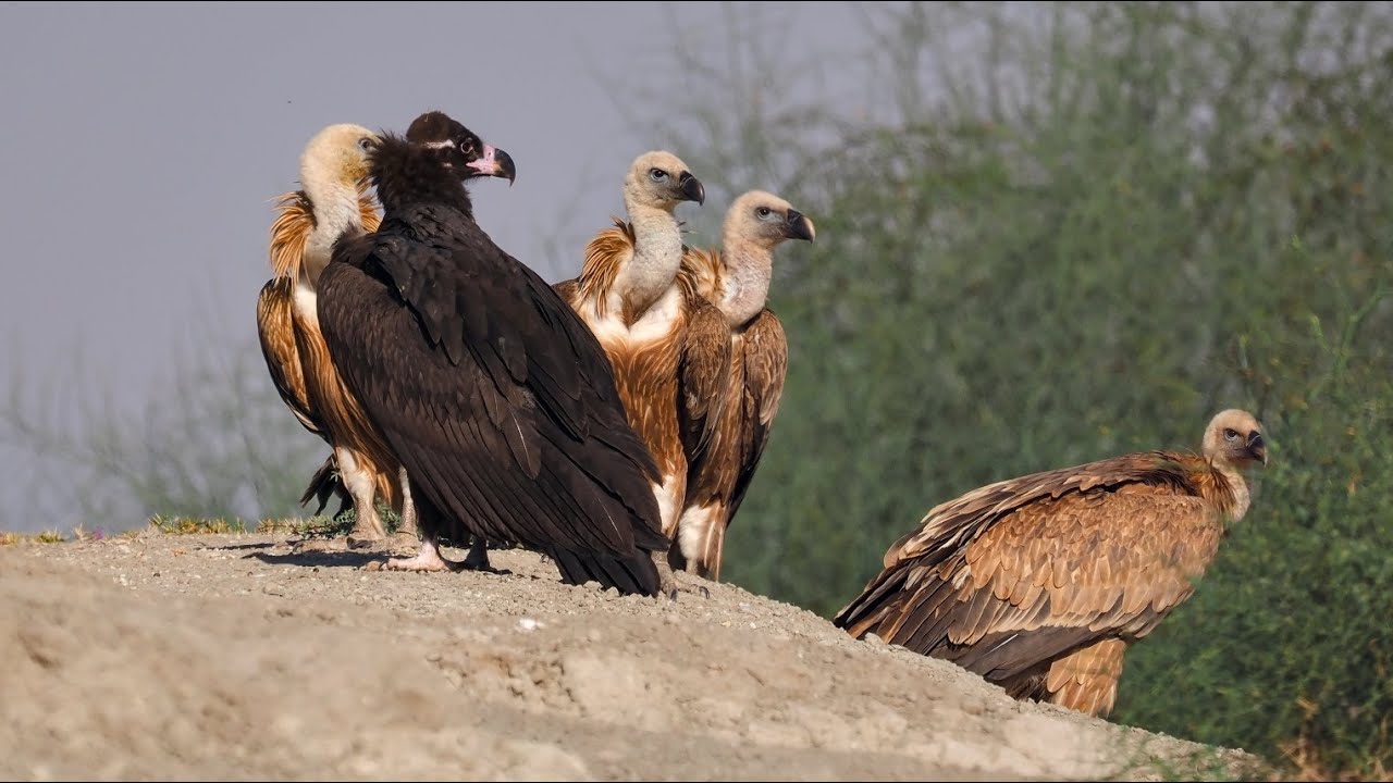 Tal Chappar sanctuary : Heaven  of Raptors