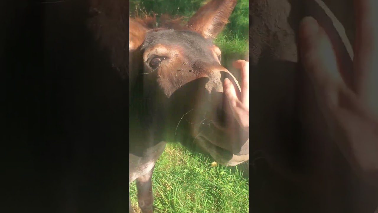 The loudest donkey ever #funny #fyp #comedyvideo #entertainment #countryside #donkey #pov #animals