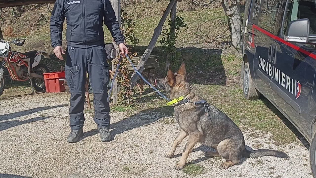 Scomparsi, cani molecolari in campo