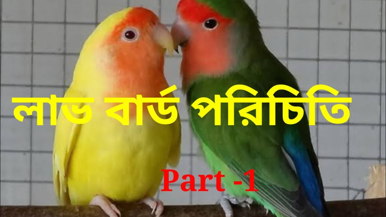 লাভ বার্ড পাখি পরিচিতি প্রথম ধাপ //Bird Lover//Sanjoy Debnath//Love Bird Pakhi Parichiti//