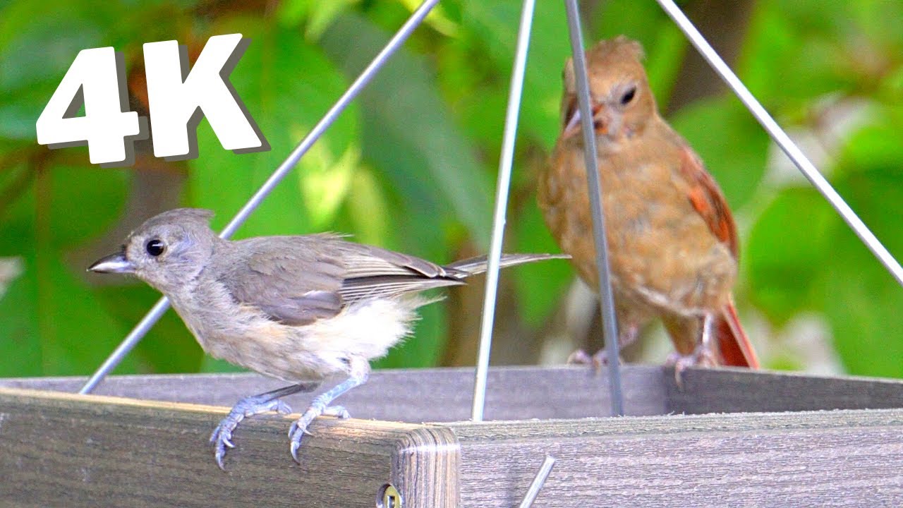 Common Florida Backyard Birds at My Feeders [4K]- July 9, 2021