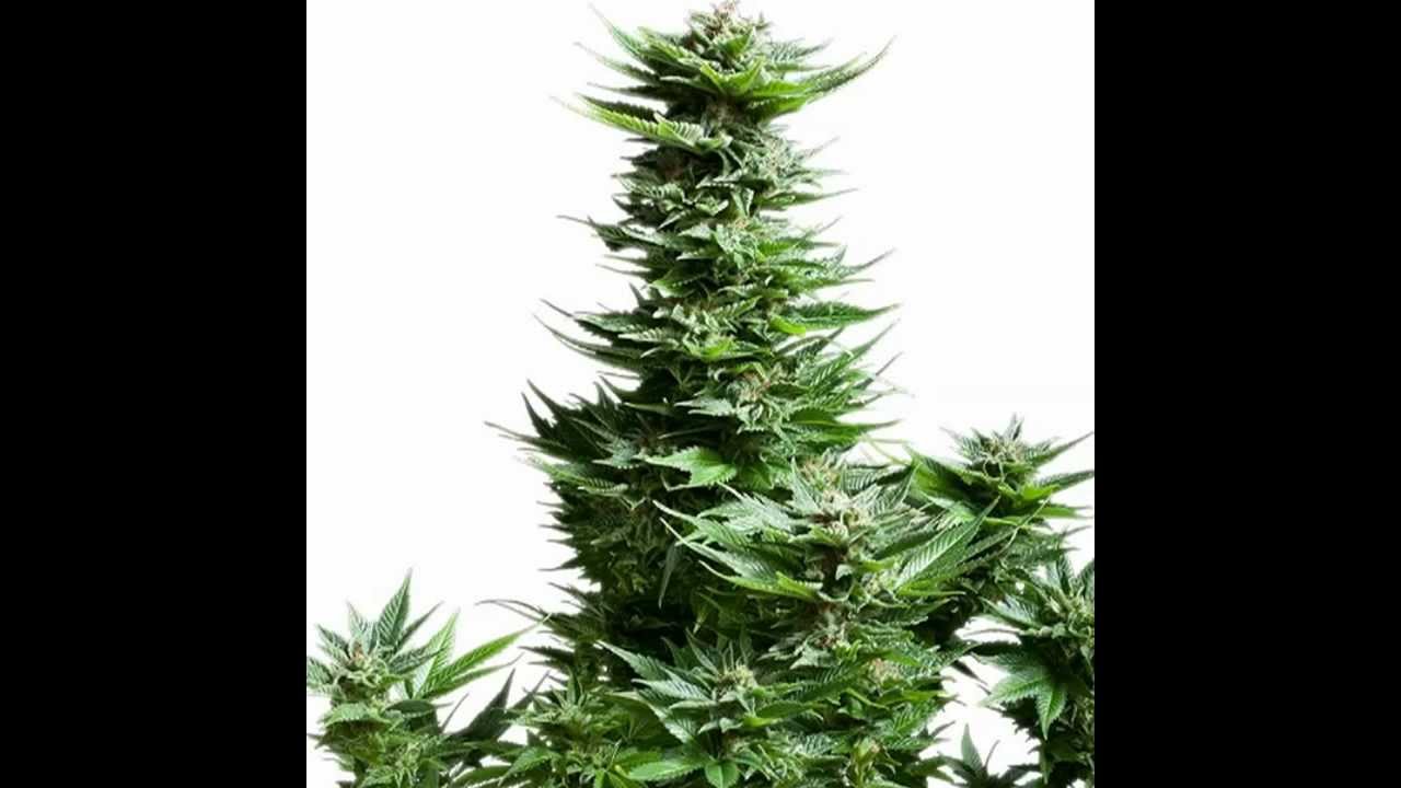 SHINING SILVER HAZE / Cannabis Marijuana Weed Kush