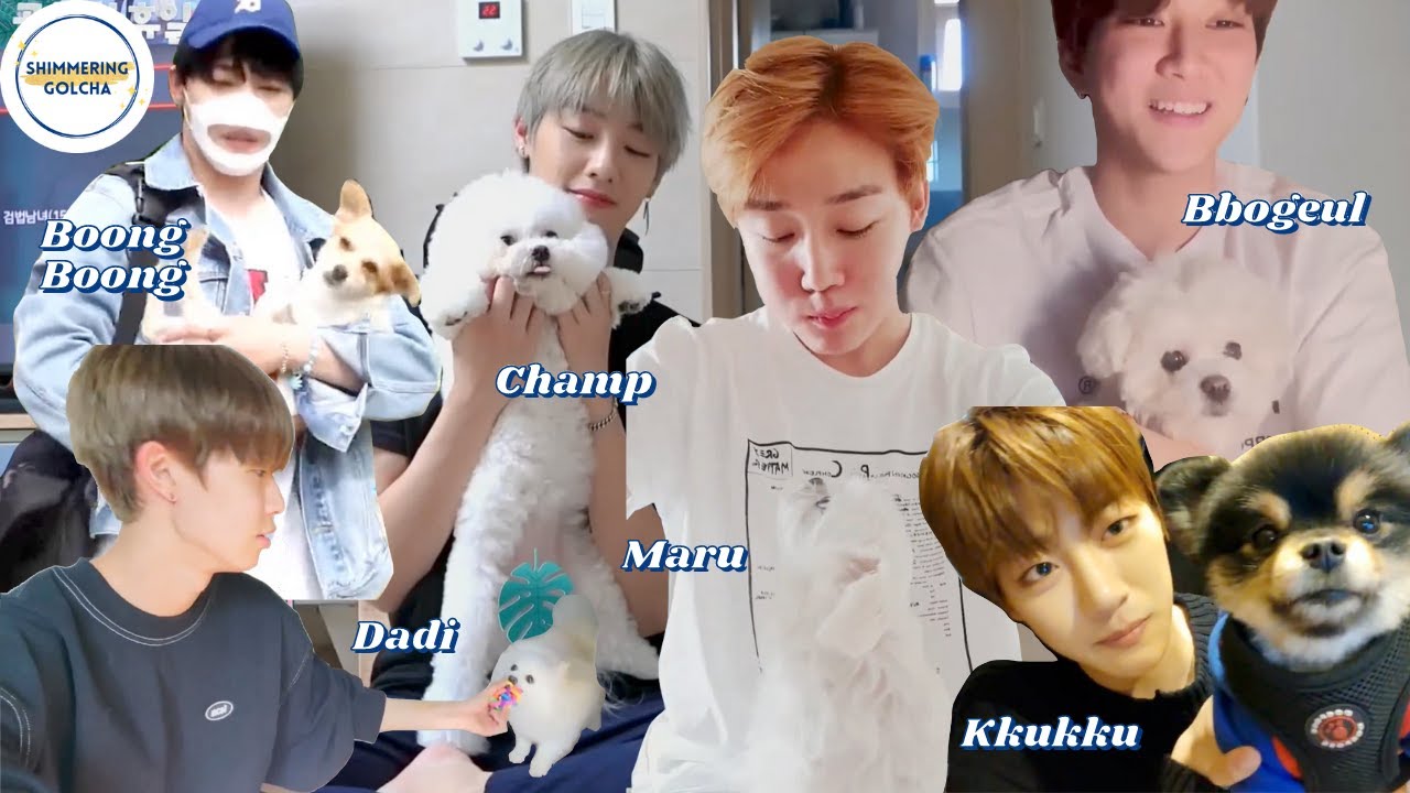 Just Golden Child With Dogs 🐶 #1 *cuteness explosion* [골든차일드]