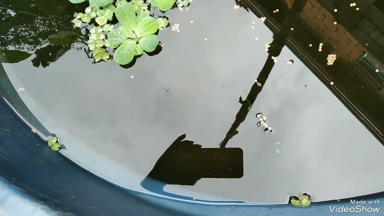 kinguios, molinesia, guppys, carpa koi, criações de peixes sem bomba na caixa dagua🐟🐟🐟