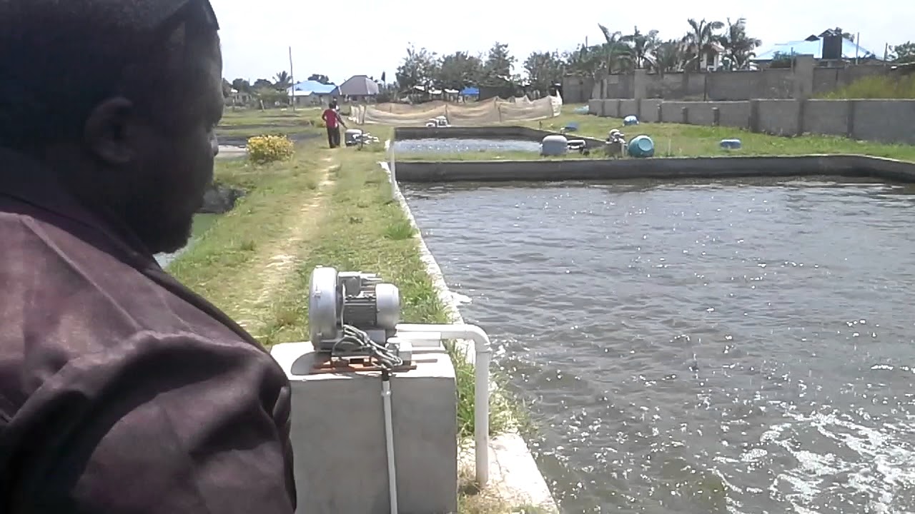 Ufugaji wa samaki aina ya sato kwa viwango vikubwa na kisasa hapa  Tanzania