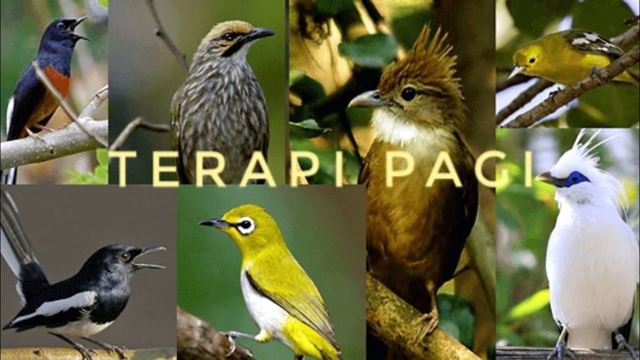 TERAPI PAGI UNTUK SEMUA JENIS BURUNG KICAU
