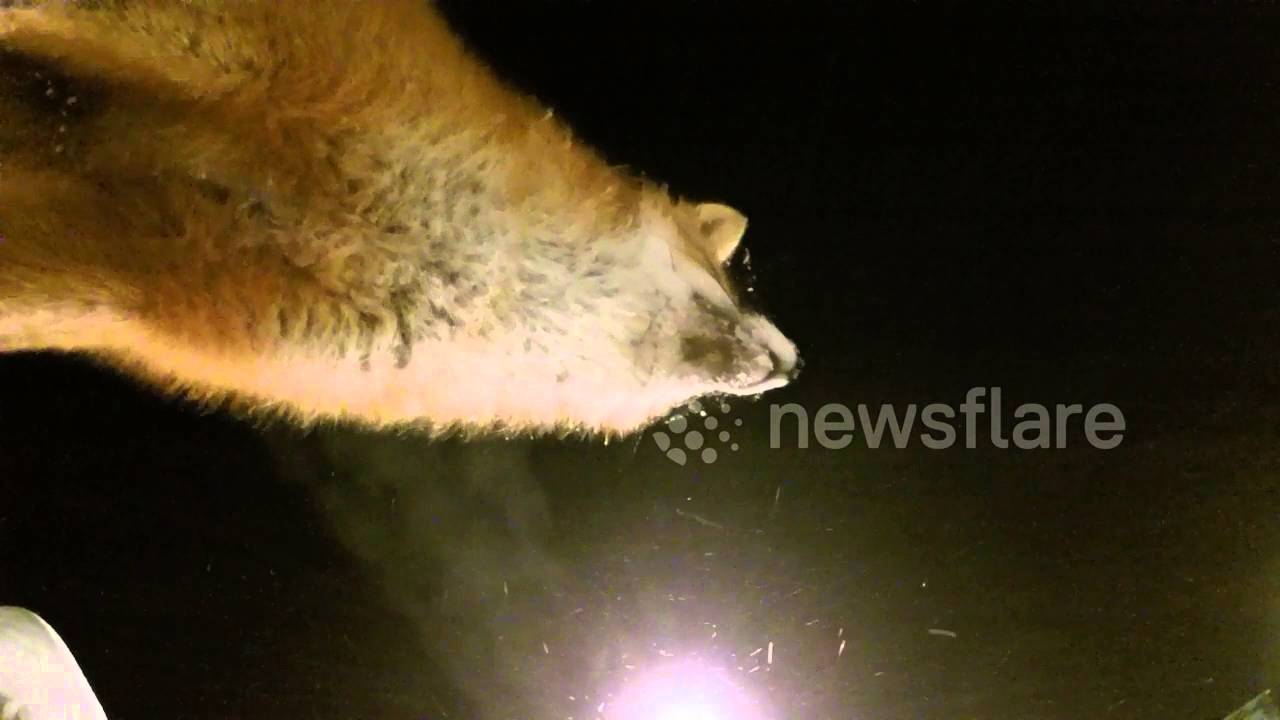 Fox steals Go Pro