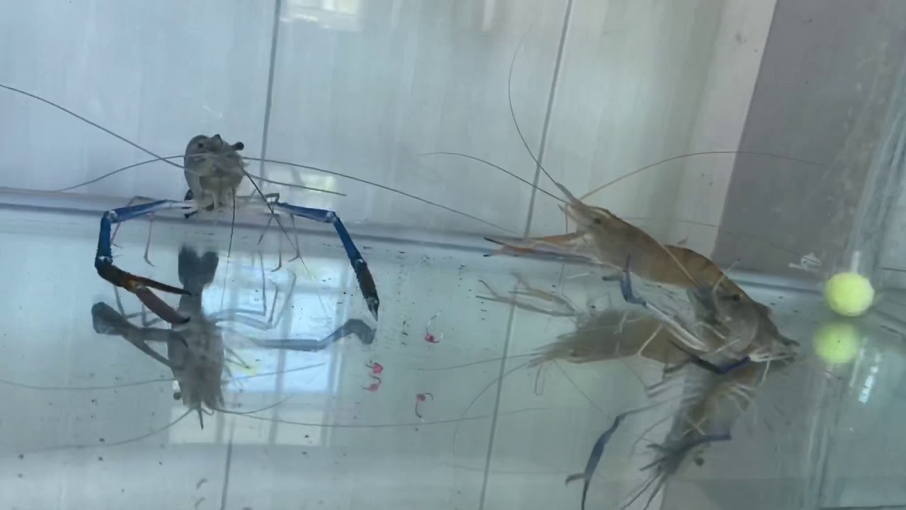釣蝦 泰國蝦吃餌情況 / 浮標訊號（牛逼蝦/泰國蝦釣餌