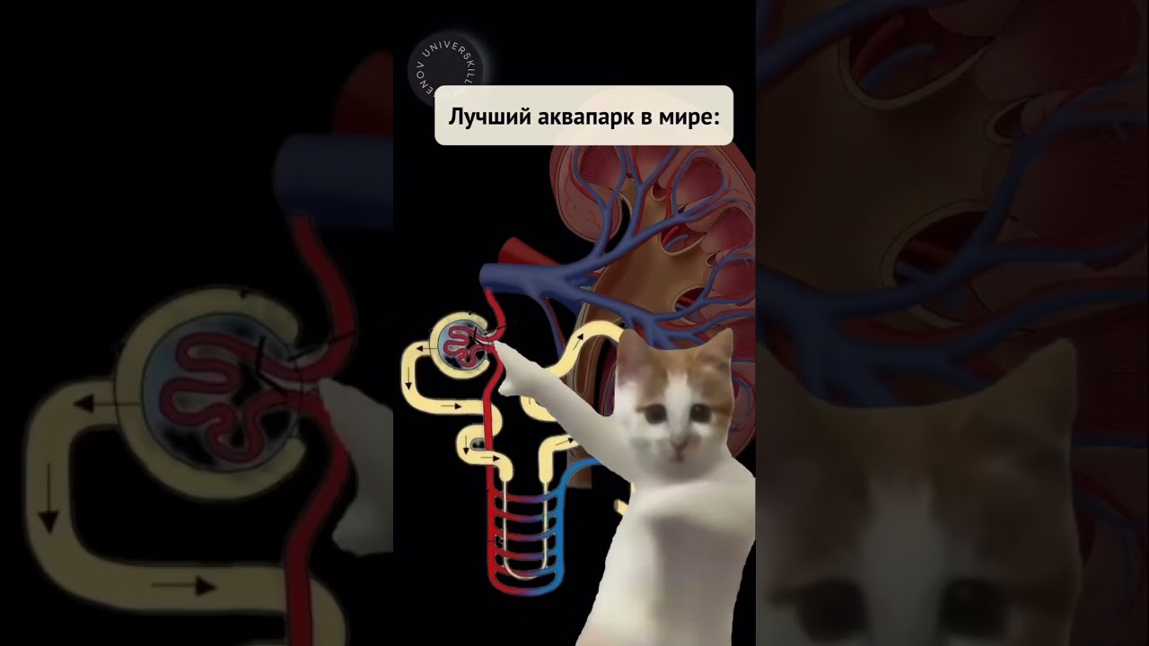 #почки #нефрон #медицина #диурез #скф #студентмедик #нефрология #мем #рекомендации