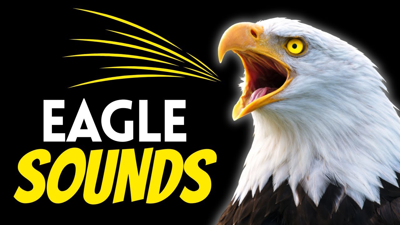 This is What an Eagle ACTUALLY Sounds Like