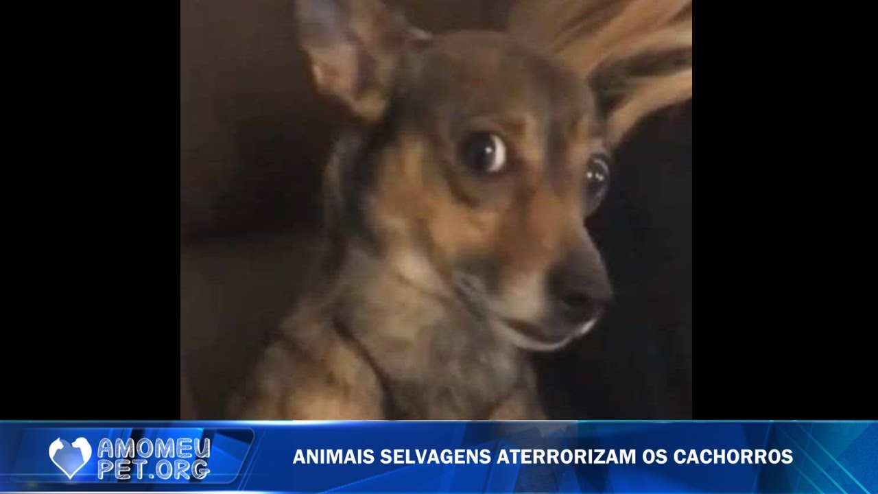 Pets medrosos: falta de coragem ou apenas pura sem-vergonhice? 😂🐶 kkkk | Jornalzinho Amo Meu Pet