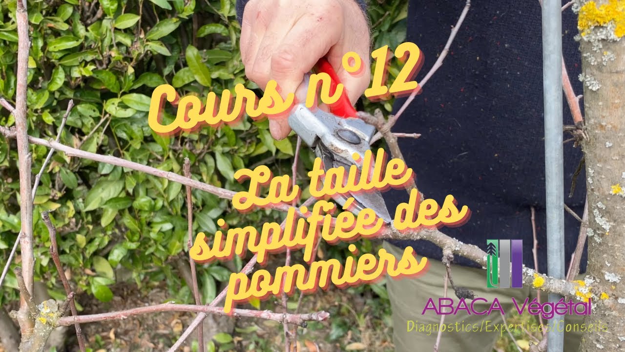 COURS N°12: LA TAILLE SIMPLIFIEE DES POMMIERS