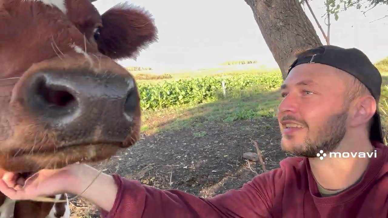 Заготовка кормов на зиму! Чем кормим коров?! Устроил уткам водные процедуры!