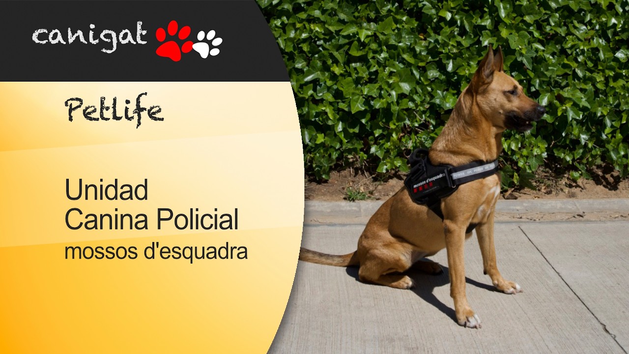 Unidad canina Mossos d'Esquadra