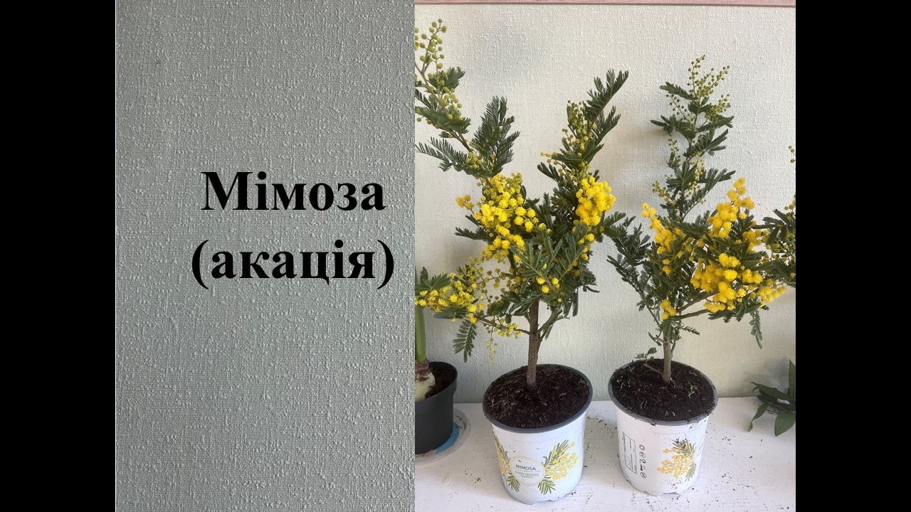 Мімоза - сонячні квіти весни!!!