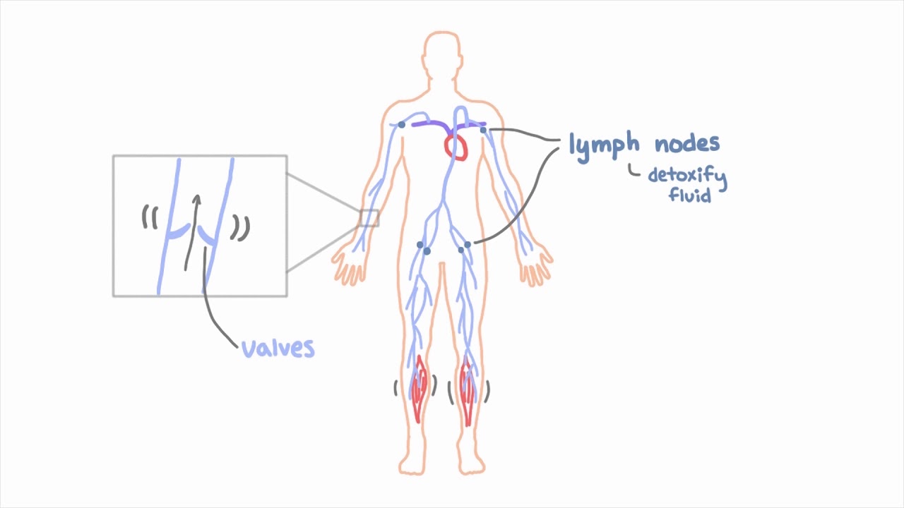 Lymphedema Explained