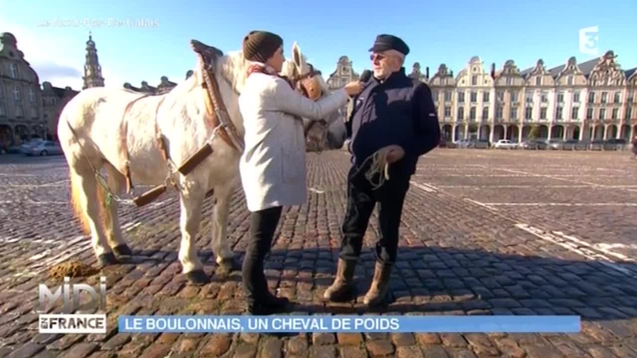 ANIMAUX : Le trait du nord, un cheval typique de la région