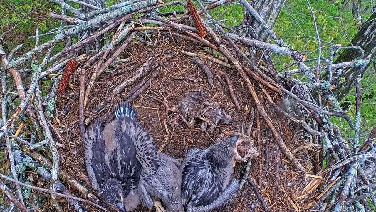 EP#396 #baldeagle Review birds in nest with nature #birdslovers #birdsounds #birdsnest #wildbirds